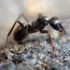 Ant Treatment South East London